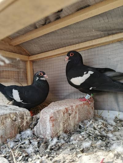 Pigeons Kaly manedar