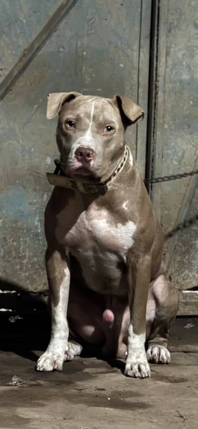 American pitbull | pedigree American pitbull for sale