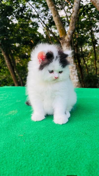 Persian good breed kittens avail. WhatsAp=O310-3699468