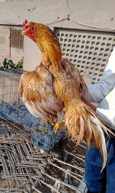 aseel murga for sale ha