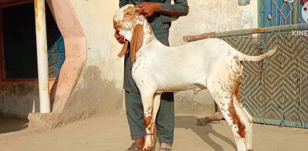 Bakra for sale call number:03291198926