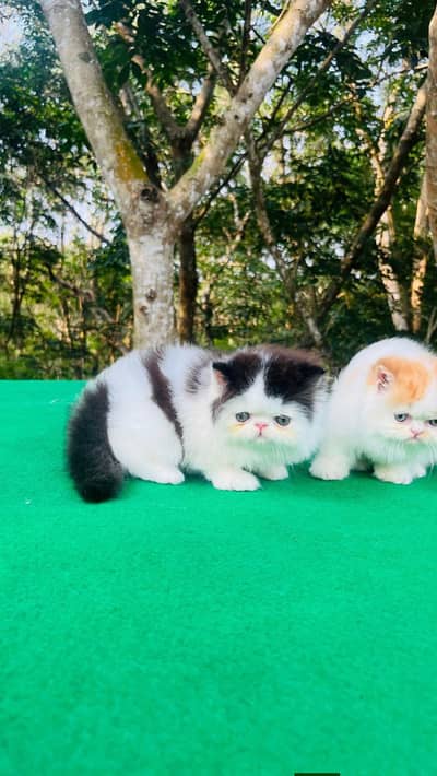 Persian good breed kittens avail. WhatsAp=O310-3699468