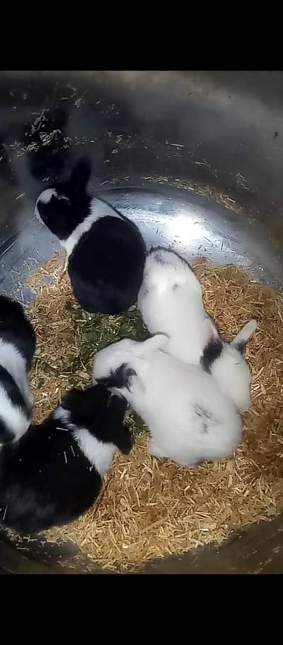 rabbits for sale kids contact 03254897741