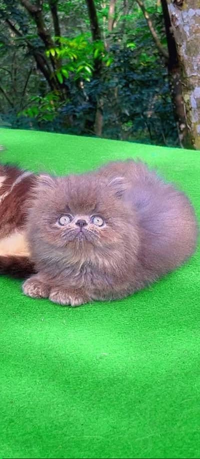 Persian good breed kittens avail. WhatsAp=O310-3699468