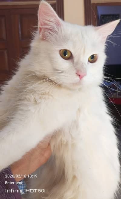 Persian cat | triple Coated cat |Punch Face cat /cute | white Cats