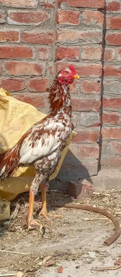 beautiful  aseel hen male for sale