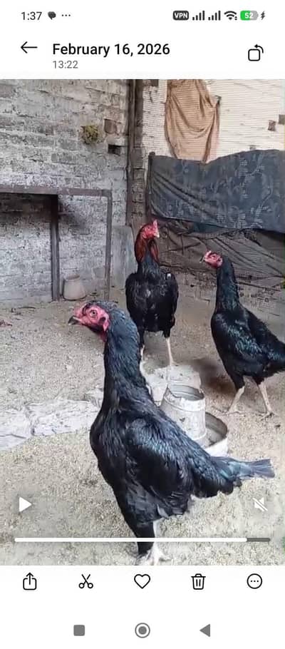 shamo ptha or chicks