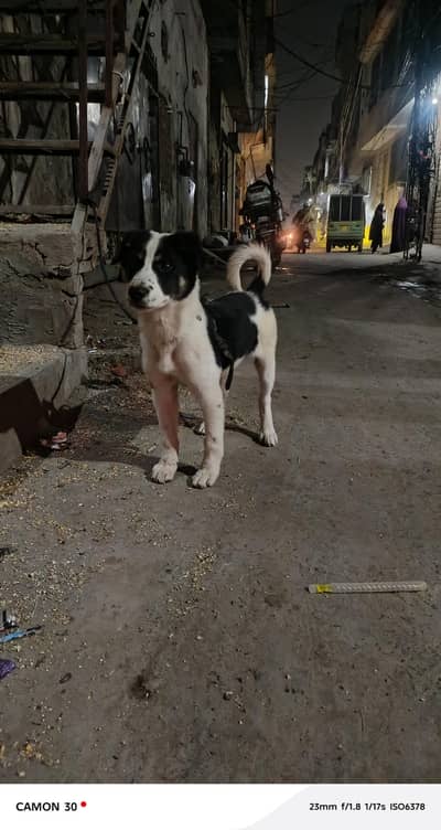 border Coolie dog for sale