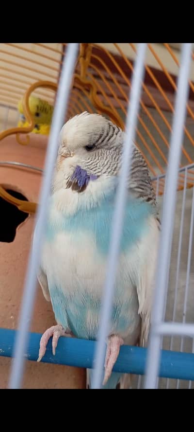 King Budgie For Sale