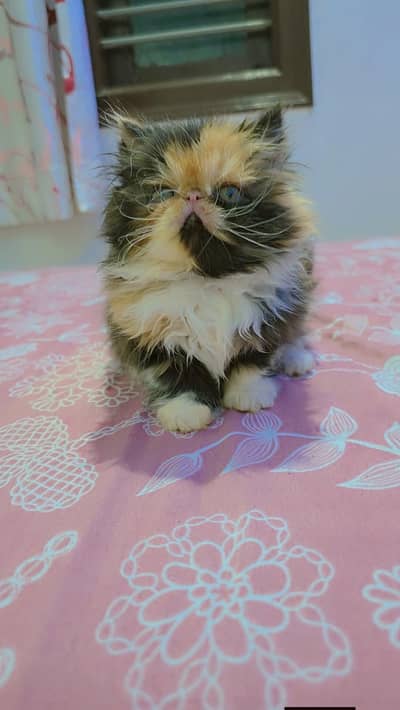 Persian good breed kittens avail. WhatsAp=O310-3699468