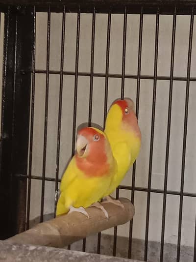 Commen lutino lovebird pair red eyes for sale