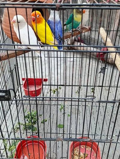 Love birds breeder