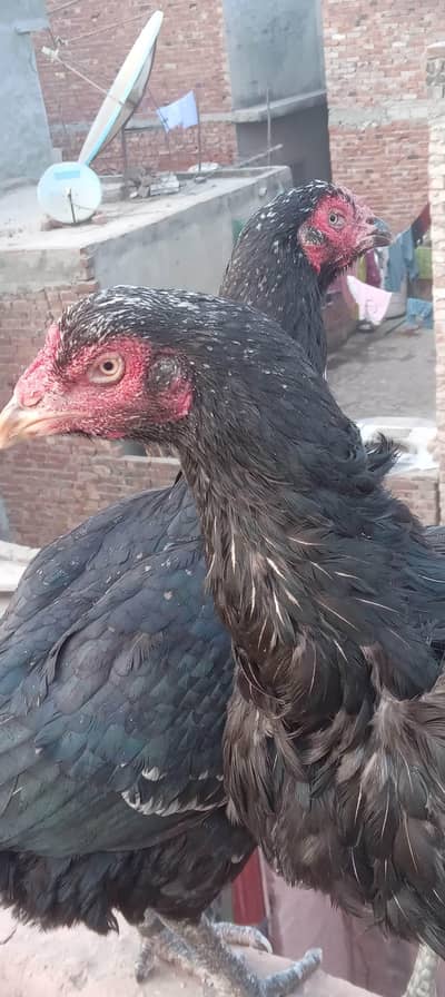 kamalia Breed females all setup for sale in reasonable .