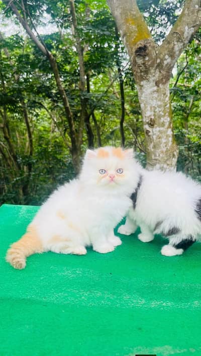 Persian good breed kittens avail. WhatsAp=O310-3699468