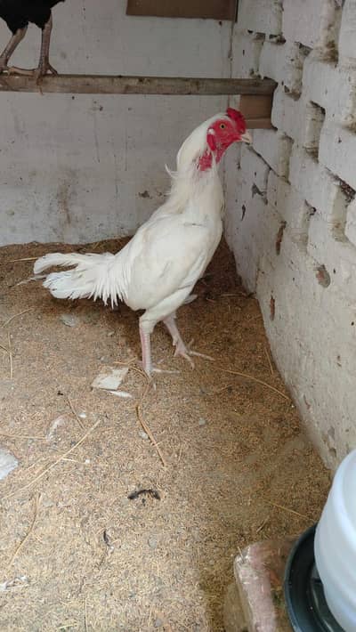 pepper white heera for sale