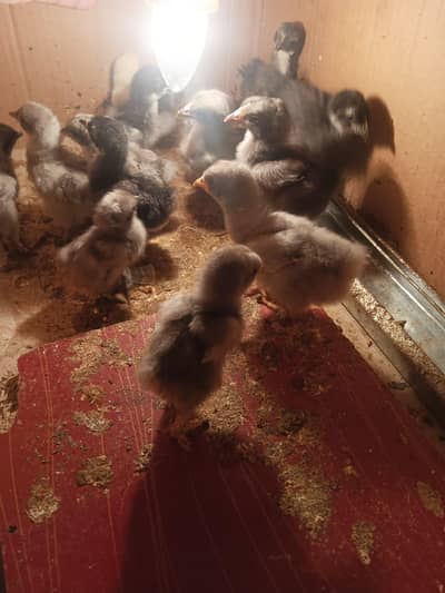 Silki/Frizzle Buntam/Buntam Chicks and fertile Eggs available.