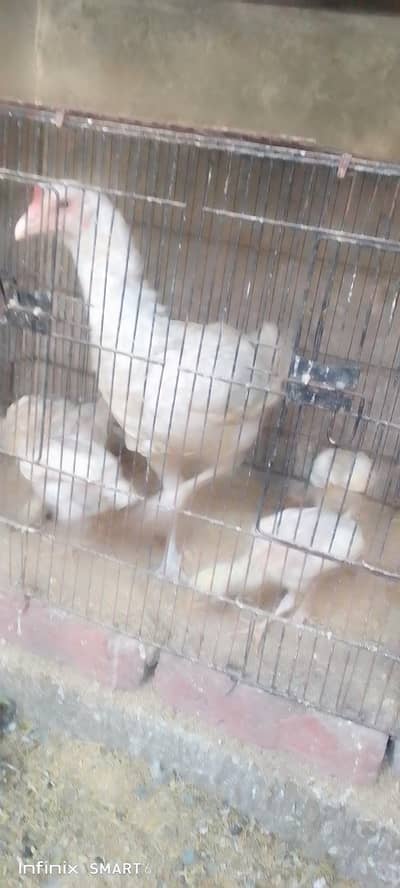 Heera murgi Sath  chicks