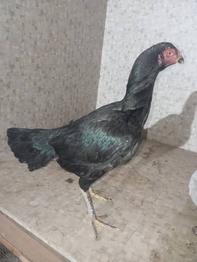 4 mahine ki murgi hai sel hai