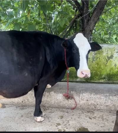 Hf and frizion cross cow for sale