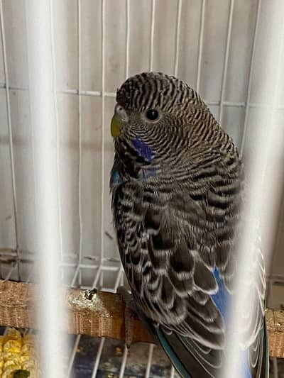 Black face male ready to breed available and hogoromo breeder pair