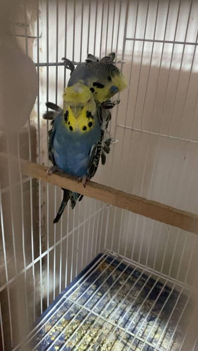 hogoromo breeder pair available