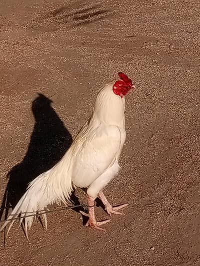 پیپر وائٹ اصیل مرغ