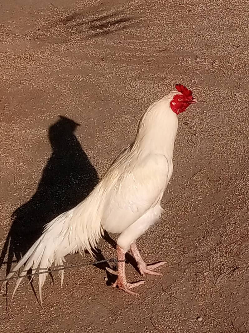 پیپر وائٹ اصیل مرغ 1