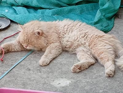 Persian male cat for sale haa