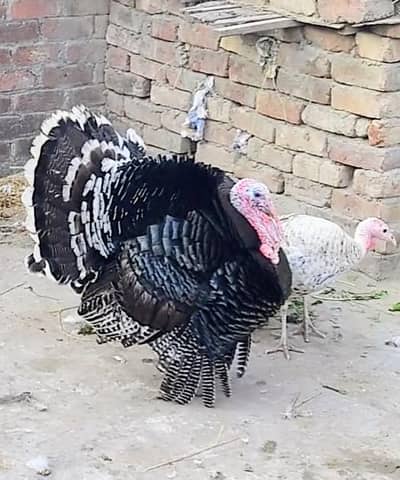Black pied Turkey