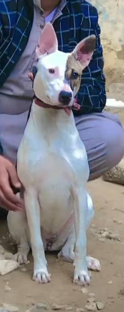 Gultair female Forsale