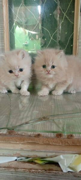 Persian Punch face kitten for sale Blue eyes one kitten 18000