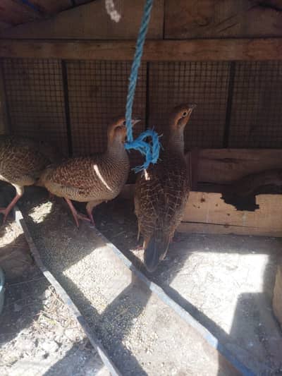 4 pieces set of teeter