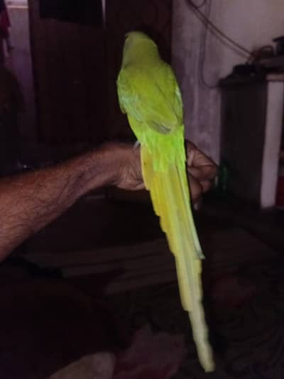 ringneck female