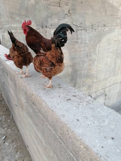 2 murgian andy deti hain   1 murga hai