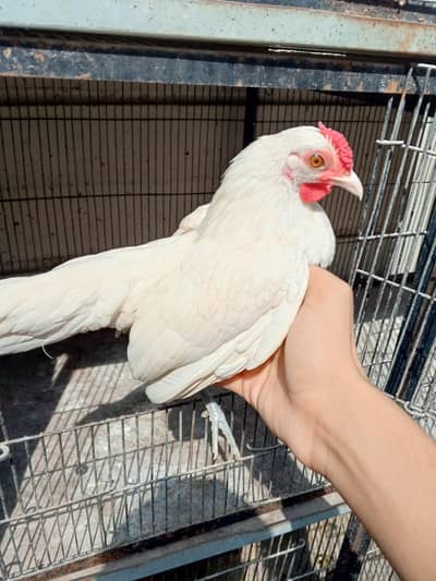 white & buff sebright,lohman brown & lohman black