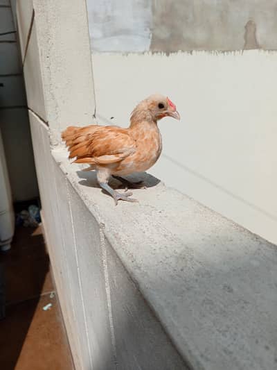 buff sebright,lohman brown & lohman black