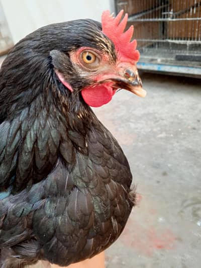 buff sebright,lohman brown & lohman black