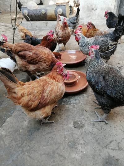 egg laying hens for sale