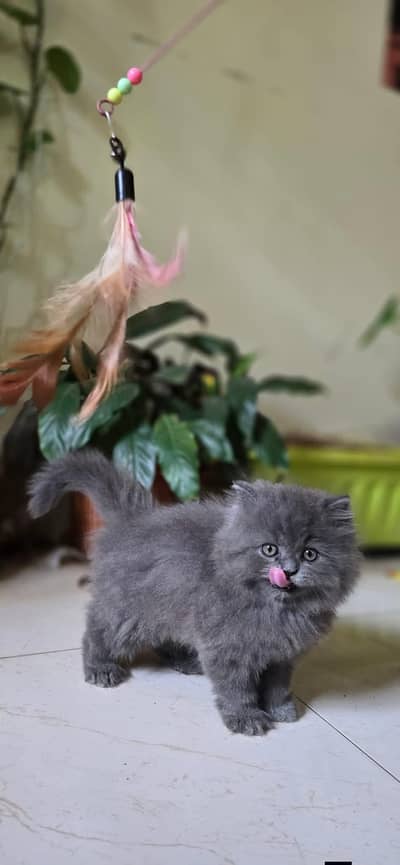 Persian good breed kittens avail. WhatsAp=O310-3699468