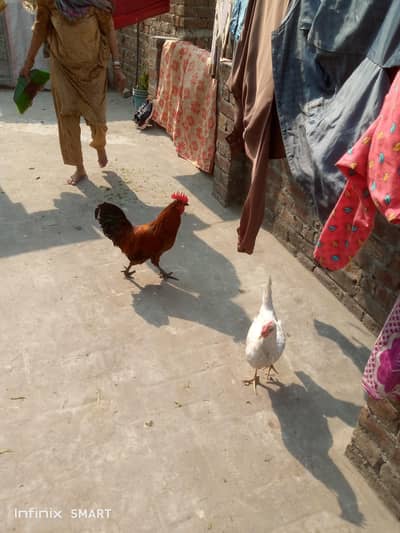 dasi misri pair ghr ki ha jis Bhai na Lana ho rabta kar sakta ha