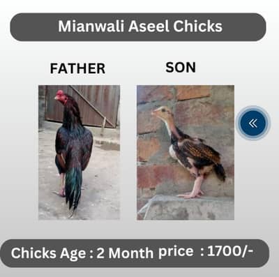 Aseel | Jawai | lakha | chicks | 03044321380 | only lahore