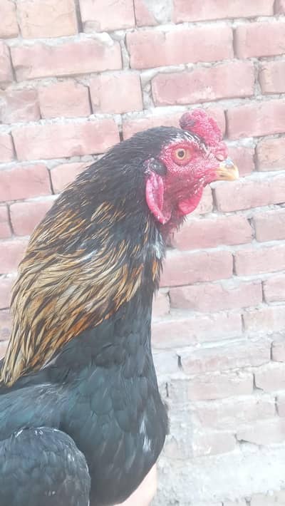 2 Aseel and 1 Silky murga for sale. Miawali, Kamalia or Silky