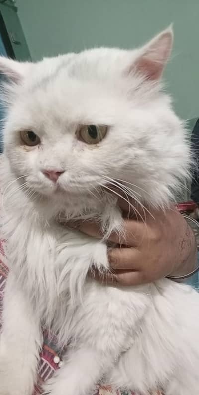 Bhai trein hai bas afford nh kar pa rahe