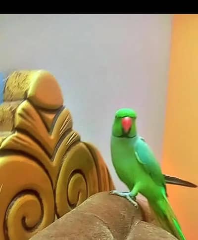 face to face taking final price 9500