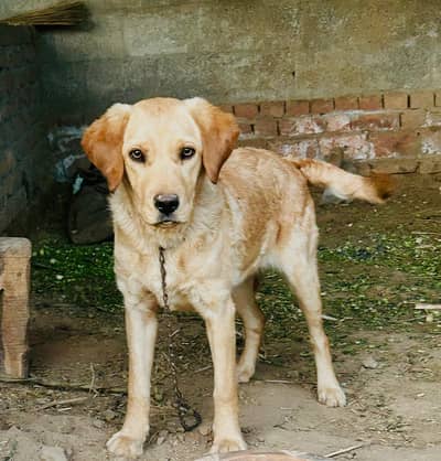 Laboura Dog Female 3 month old