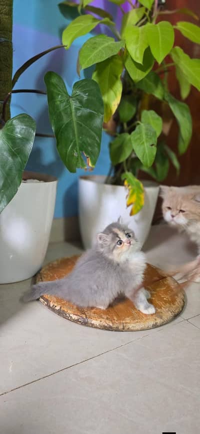 Persian good breed kittens avail. WhatsAp=O310-3699468