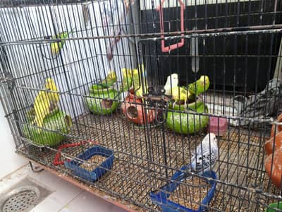 Budgies Parrots 6 pairs Breeder