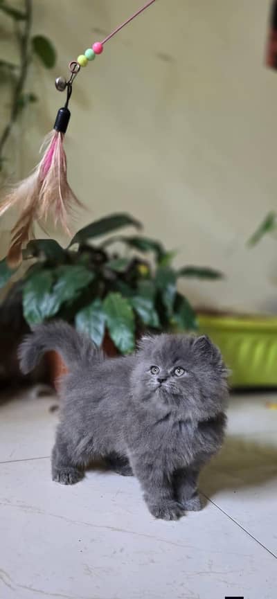 Persian good breed kittens avail. WhatsAp=O310-3699468