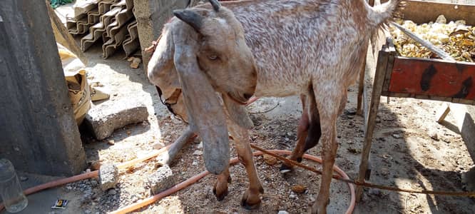 Pure Makha chini 1 kg milk two times