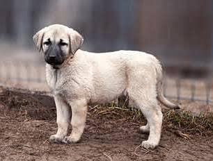 king kurdish Kangal a1